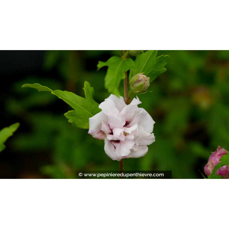 HIBISCUS syriacus FRENCHE CABARET® 'Pastel'