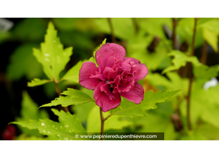 HIBISCUS FRENCH CABARET® 'Red', rouge pourpre - Pépinière du Penthièvre