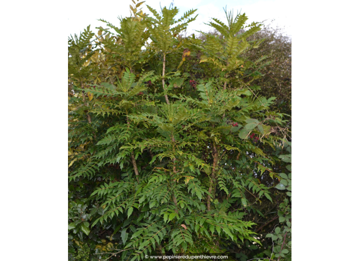 MAHONIA x media 'Winter Sun'