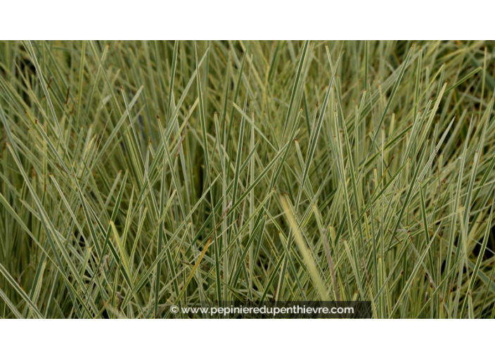 LOMANDRA longifolia 'White Sands'