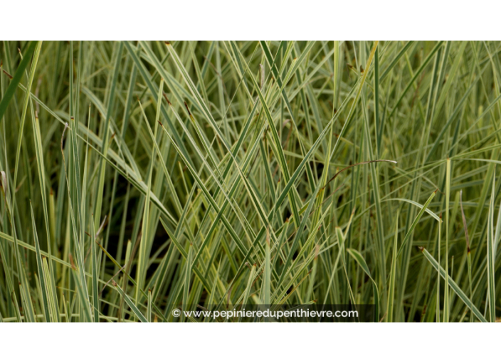 LOMANDRA longifolia 'White Sands'