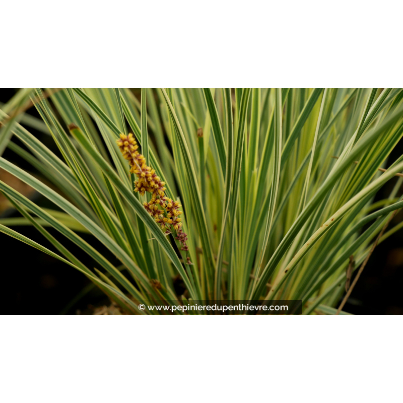 LOMANDRA longifolia 'White Sands'