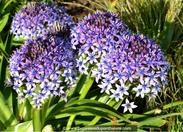 SCILLA peruviana