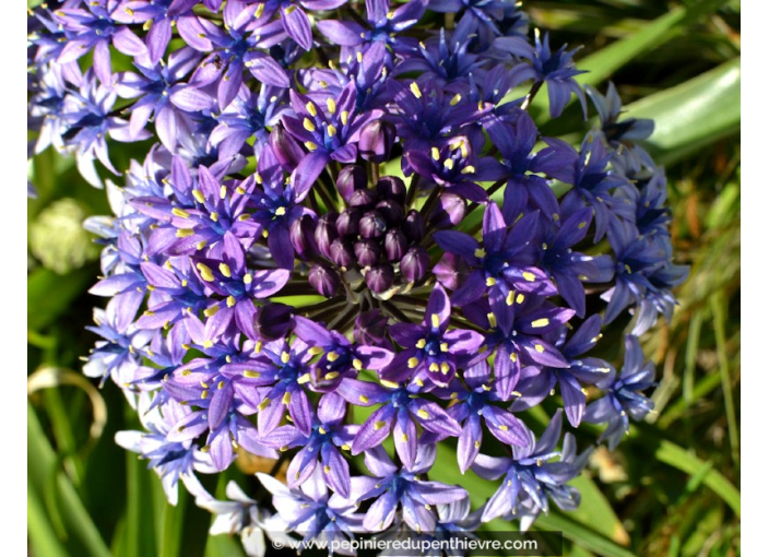 SCILLA peruviana