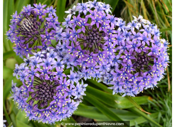 SCILLA peruviana