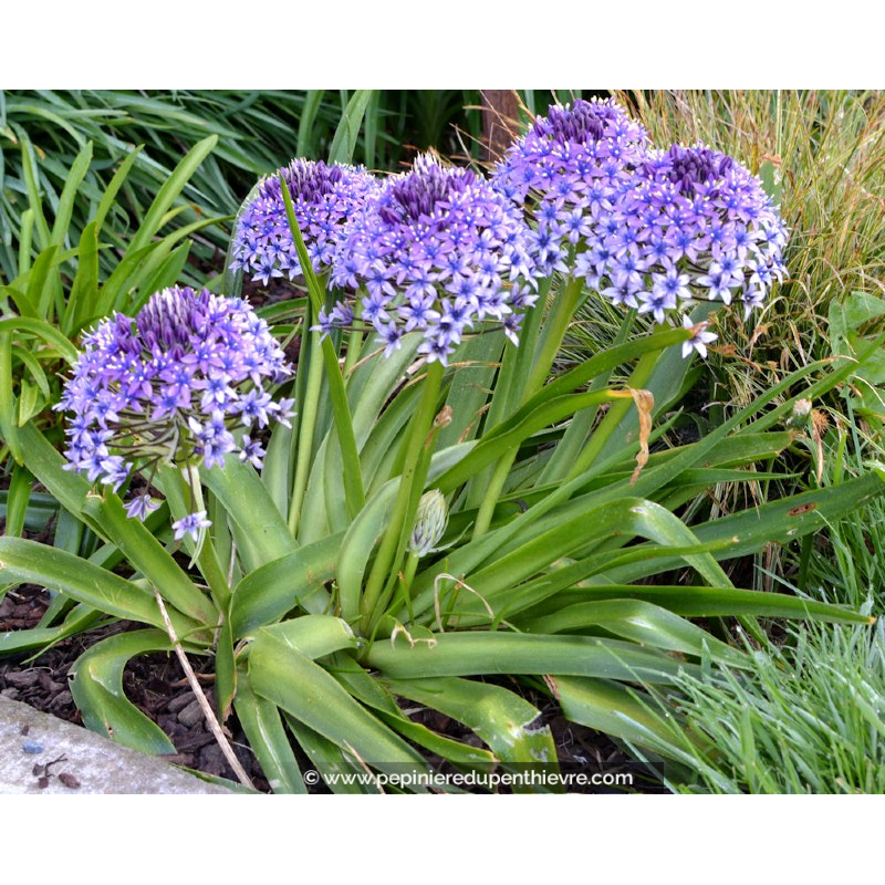 SCILLA peruviana