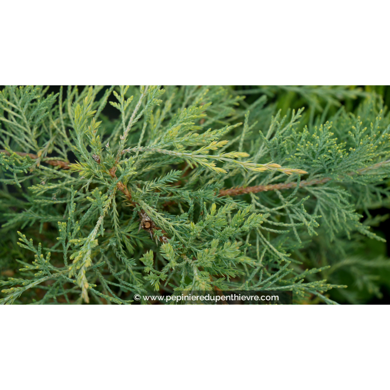 JUNIPERUS virginiana 'Hetzii'