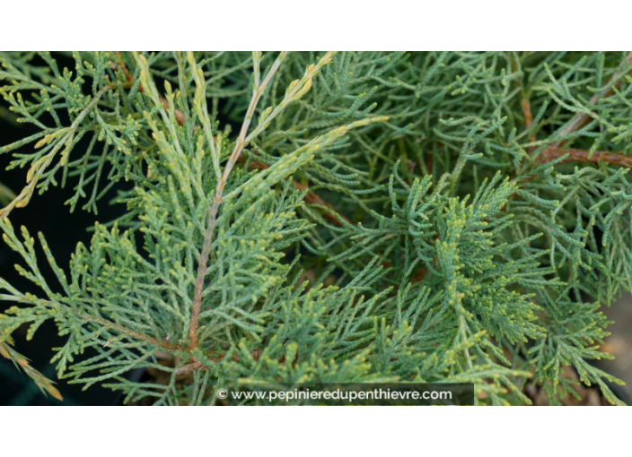 JUNIPERUS virginiana 'Hetzii'