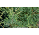 JUNIPERUS virginiana 'Hetzii'