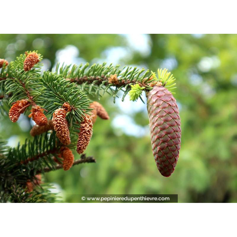 PICEA abies