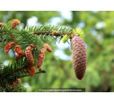PICEA abies