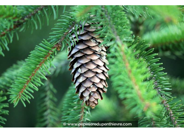PICEA abies