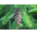 PICEA abies