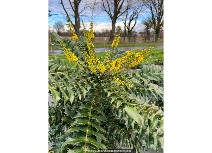 MAHONIA x media 'Charity'