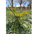 MAHONIA x media 'Charity'