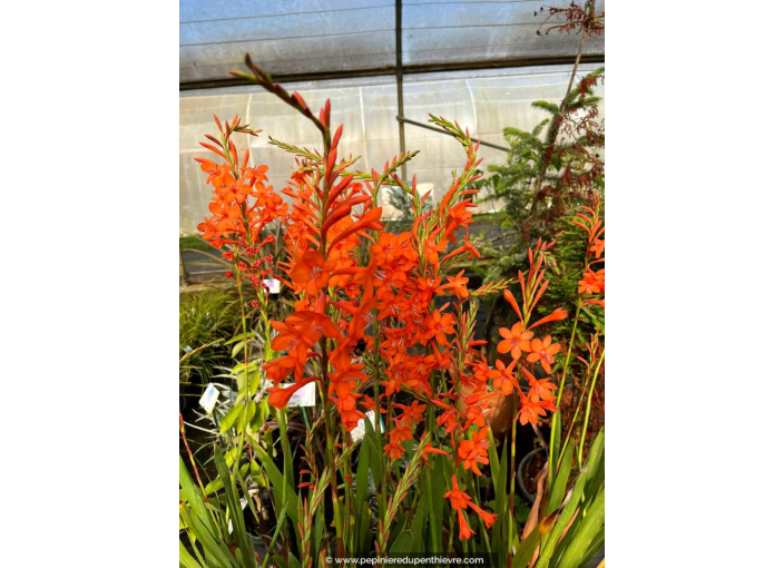 WATSONIA zeyheri