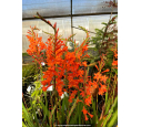 WATSONIA zeyheri