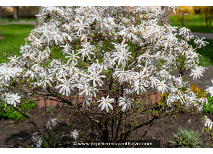 MAGNOLIA stellata - Printemps