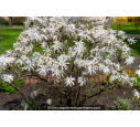 MAGNOLIA stellata - Printemps