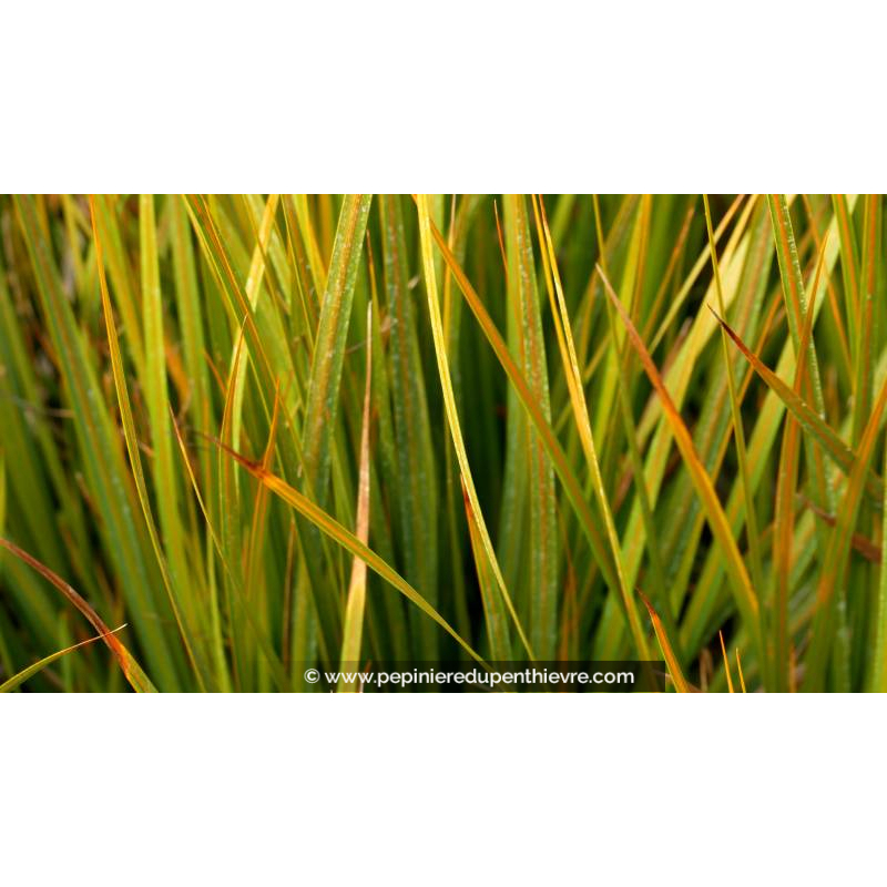 LIBERTIA peregrinans 'Gold Leaf'