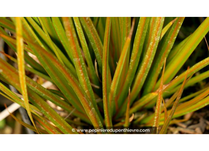 LIBERTIA peregrinans 'Gold Leaf'