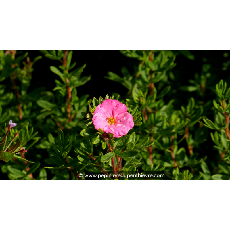 POTENTILLA fruticosa DOUBLE PUNCH® 'Pink'