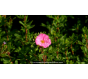 POTENTILLA fruticosa DOUBLE PUNCH® 'Pink'