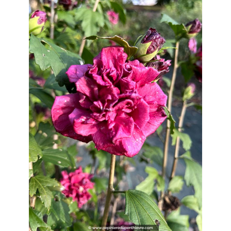 HIBISCUS syriacus FRENCH CABARET® 'Red'
