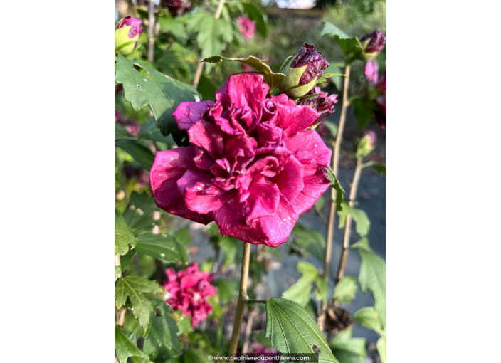 HIBISCUS syriacus FRENCH CABARET® 'Red'