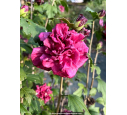 HIBISCUS syriacus FRENCH CABARET® 'Red'