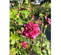 HIBISCUS syriacus FRENCH CABARET® 'Red'