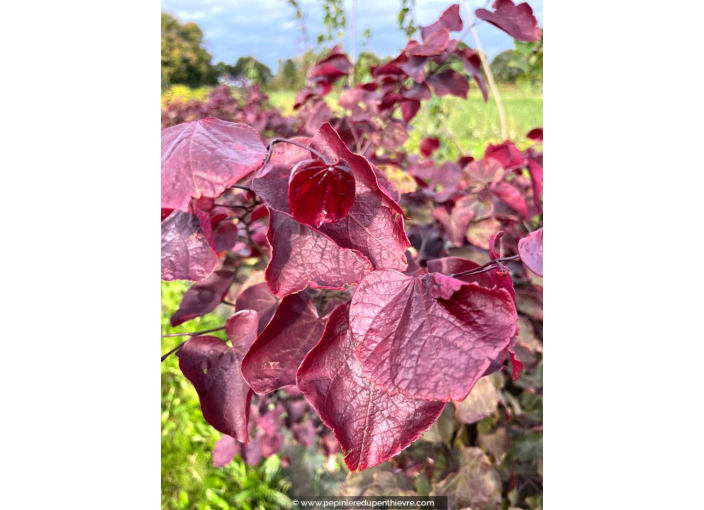CERCIS canadensis 'Forest Pansy'