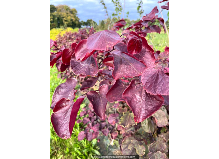 CERCIS canadensis 'Forest Pansy'