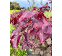 CERCIS canadensis 'Forest Pansy'