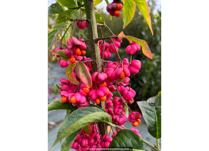 EUONYMUS europaeus, feuillage rouge en automne - Pépinière du Penthièvre EUONYMUS europaeus, feuillage rouge en automne - Pépinière du Penthièvre