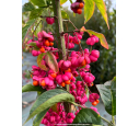 EUONYMUS europaeus, feuillage rouge en automne - Pépinière du Penthièvre EUONYMUS europaeus, feuillage rouge en automne - Pépinière du Penthièvre