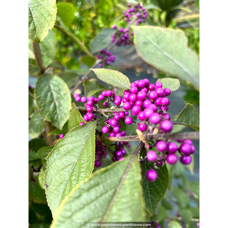 CALLICARPA bodinieri 'Profusion'