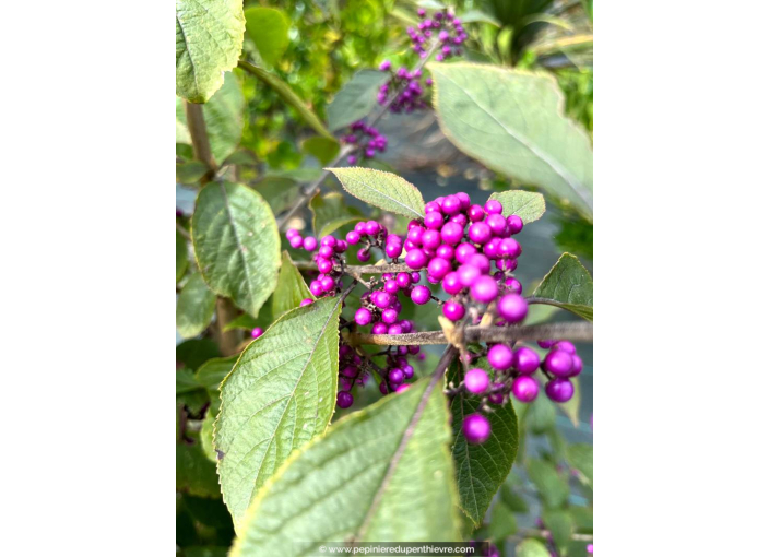 CALLICARPA bodinieri 'Profusion'