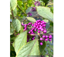 CALLICARPA bodinieri 'Profusion'