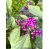 CALLICARPA bodinieri \'Profusion\'