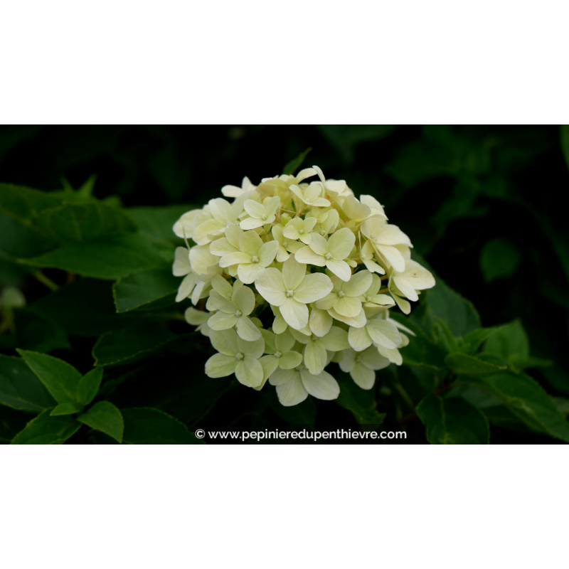 HYDRANGEA paniculata 'Little Spooky'
