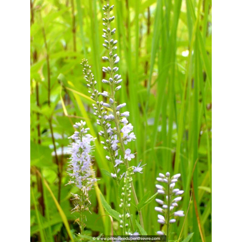 Veronica longifolia  'Zoé'