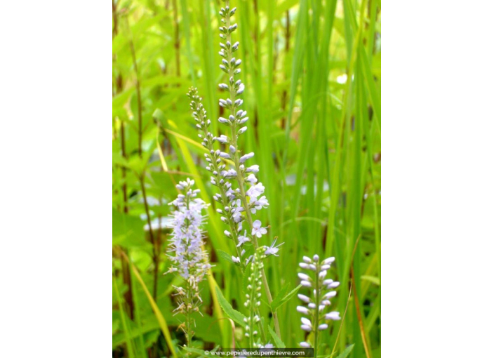Veronica longifolia  'Zoé'