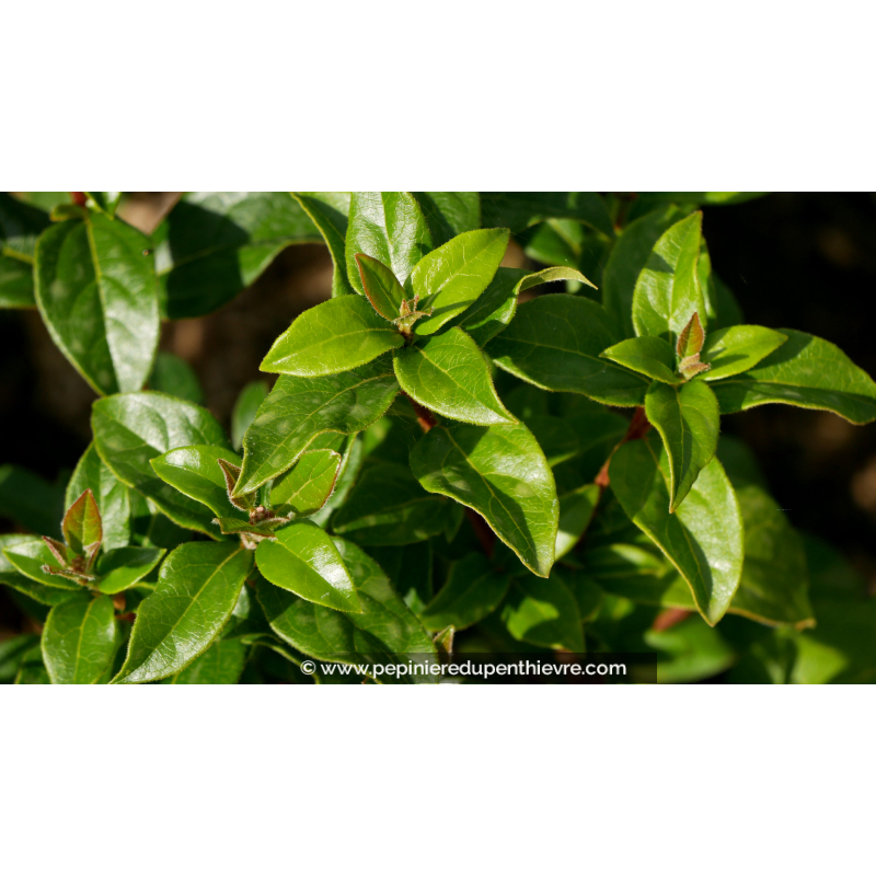 VIBURNUM tinus 'Quimper'