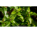 VIBURNUM tinus 'Quimper'