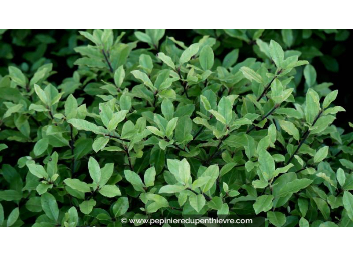 PITTOSPORUM tenuifolium 'Midget'