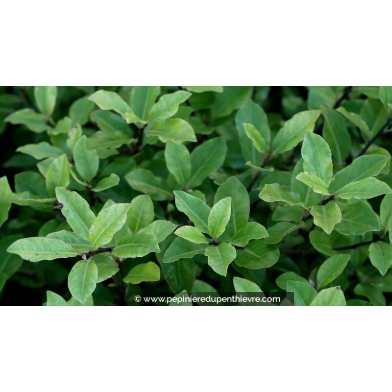 PITTOSPORUM tenuifolium 'Midget'