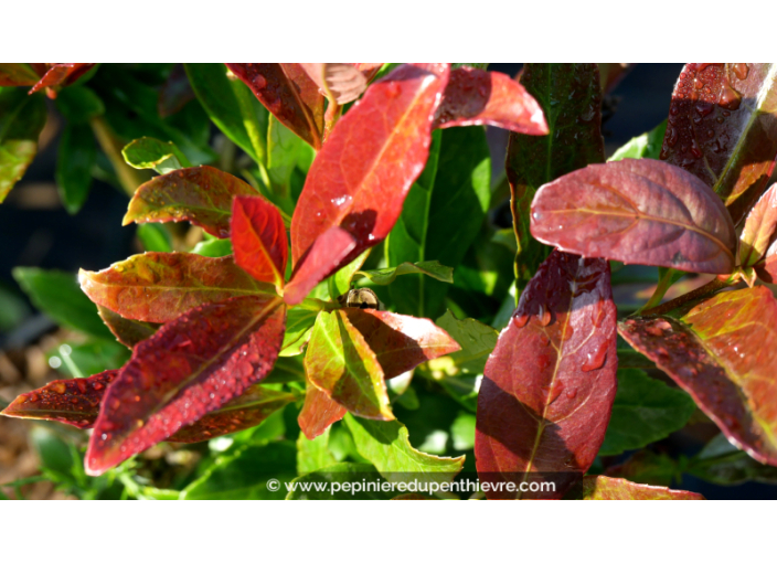 VIBURNUM odoratissimum 'Coppertop', Viorne parfumée - Pépinière du Penthièvre
