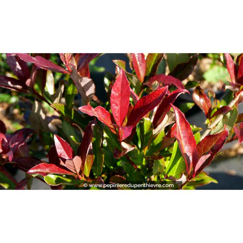 VIBURNUM odoratissimum 'Coppertop'
