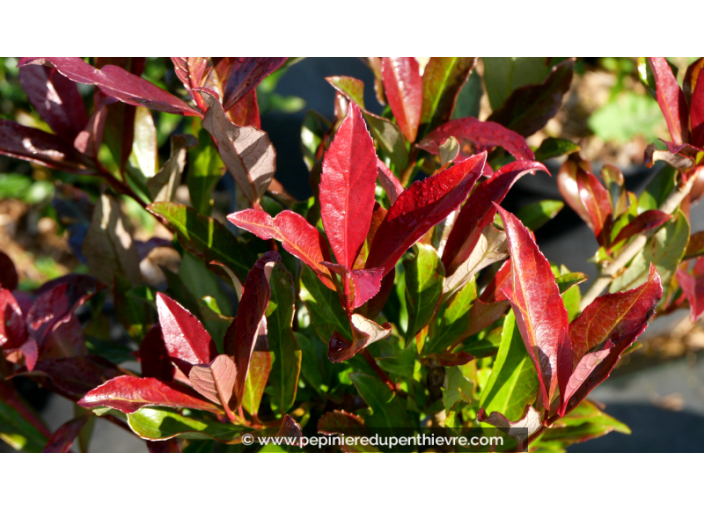 VIBURNUM odoratissimum 'Coppertop'